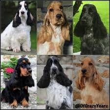 Accueil Elevage Of Crazy Years Eleveur De Chiens Cocker Spaniel Anglais