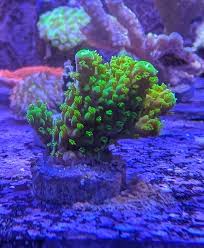 Image result for Acrotome hispida