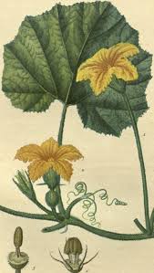 Image result for Cucurbita