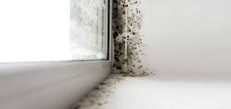 The most common causes of mould and mildew are high humidity, condensation and water leaks (which are often hidden). Damp And Mould