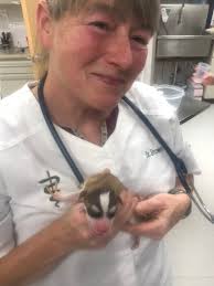 Welcome to the World! Puppies