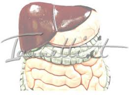 Symptoms commonly include right lower abdominal pain, nausea, vomiting, and decreased appetite. Peritonite Peritonite Acuta Peritonite Appendicite Infiammazione Peritoneo Sintomi Peritonite Cura Peritonite Diagnosi Dieta Peritonite Intervento Chirurgico