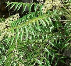 Image result for Kirkia