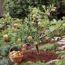Maybe you would like to learn more about one of these? Create Small Fruit Trees With This Pruning Method Mother Earth News