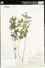 Image result for Lysimachia brevipes