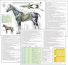 Horse Equine Acupuncture Meridian Points Chart