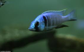 La couleur des mâles est bleu très pâle avec des rayures verticales noires. Placidochromis Electra