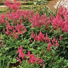 Maybe you would like to learn more about one of these? 12 Vivaces Sans Entretien Qui Fleurissent Tout L Ete Je Jardine Outdoor Trees Plants Perennials