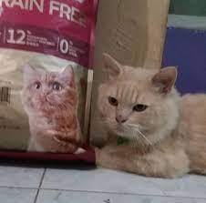 ~ pundak shrug one's shoulders. Review Makanan Kucing Cat Food Kitchen Flavor