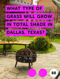 Learn What Type Of Grass Will Grow In Total Shade In Dallas Texas How To Guides Tips And Tricks Types Of Grass Riding Lawn Mowers Cactus House Plants