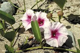 Image result for Ipomoea venosa
