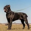 Finding The Right Cane Corso Puppies Price | Blue Kings ...