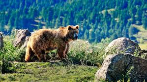 Image result for Ursinia montana