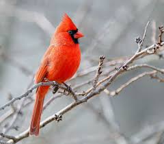 Red Bird With No Feathers On Head The Most Common Birds You Ll See In Your Backyard And One Of The Rarest Common Birds Cardinal Birds Red Birds
