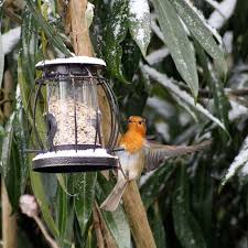 Alan Loves To Flap About Next To The Feeder Do Your Robins Do Acrobatics Robins Robinrredbreast Robinfo Bird Photography Wild Bird Food Bird Garden