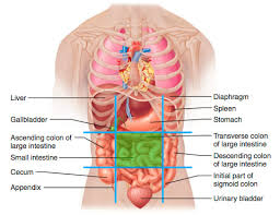 Topographically, the abdomen may be divided into right and left upper and right and left lower quadrants by vertical and horizontal lines through the umbilicus. Anatomy Ch 01 Abdominal Regions And Quadrants Flashcards Quizlet
