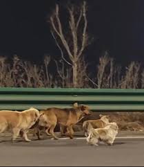 A short video from northeast China had millions of people holding their  breath: 7 dogs, different sizes and breeds, moving together along the side  of a fast road near Changchun. With no