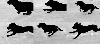 John Divola Dogs Chasing My Car In The Desert John Divola As Far As I Could Get Santa Barbara Museum Art Art Museum