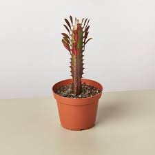 Image result for Euphorbia dedzana
