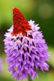 Pin On Flowers Breathtaking