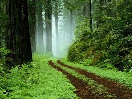 Mar 27, 2019 · orangehd stock offers hundreds of full hd and hd footages and videos. Rain Forest Road Wallpapers Wallpaper Cave