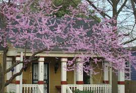We did not find results for: Redbud An Alternative To Crepe Myrtles Features Albanyherald Com