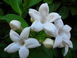 They are also quite fragrant & are equally lovely! Stephanotis Floribunda Bride S Flower Clustered Wax Flower Hawaiian Wedding Flower Madagascar Jasmine Wax Flower North Carolina Extension Gardener Plant Toolbox