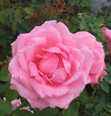Maybe you would like to learn more about one of these? June 6 2 00 5 00pm Tom Carruth Former Chief Hybridizer At Weeks Roses Nashville Rose Society