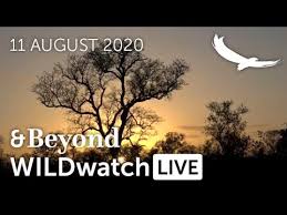 Archivoteca 2020 · 14 views. Wildwatch Live 11 August 2020 Morning Safari South Africa Youtube