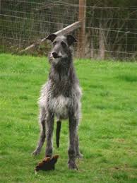 Pin By Teresa Death On Dogs Scottish Deerhound Dogs Puppies Dog Breeds