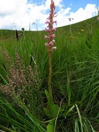 Image result for Satyrium longicauda