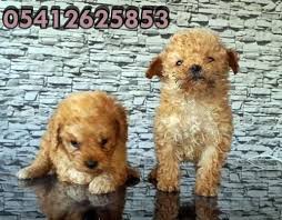 Koyu Renk Toy Poodle Poodle Oyuncak Kanis Kopek
