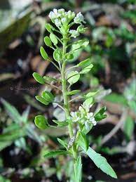 Lepidium Virginicum Wild Peppergrass Poor Man S Pepper Floridian Herbs Plants