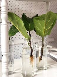 Bird Of Paradise Water Propagation Pin On Plantas