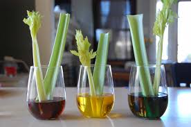 Enjoy printing and coloring online the best kizi free printable 2021 coloring pages for kids! Celery Science Experiment Tinkerlab
