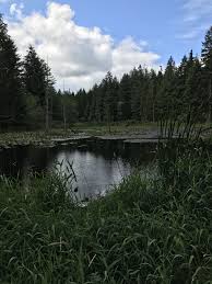 Mccormick Woods Trail Port Orchard Wa Scenic Natural Landmarks Master Planned Community