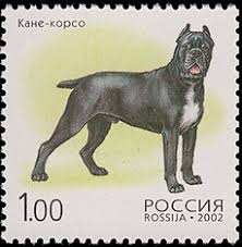 Вообще, я всю жизнь считала себя кошатницей до мозга. Kane Korso Vikipediya
