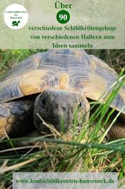 Verschiedene Freigehege Schildkrotengehege Schildkrote Gehege Landschildkroten