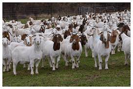 Filed in agric business, business idea, business in nigeria, business innovation, business plan, business research, business tips, marketing plan, research papers, success tips by goat farming business: Goat Farming Business Plan Template 2021 Upd Ogscapital
