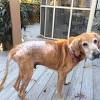 Common allergy sources in dog foods include chicken, beef, dairy, and wheat. 1