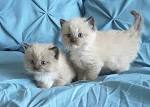 Ragdoll Kittens for Sale in Haymarket, Virginia Classified ...