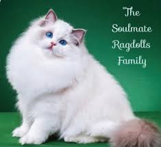 Find ragdoll in cats & kittens for rehoming | 🐱 find cats and kittens locally for sale or adoption in canada : Ragdoll Cat Breeders North Carolina Kittysites Com