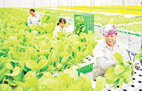 Khai thác hiệu quả thị trường nông sản trong nước