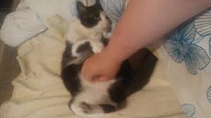Sind Das Zeichen Das Sich Meine Katzen Wohl Fuhlen Und Mir Vertrauen Liebe Katze Haustiere