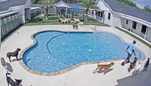 Welcome to the paradise pet resort website, where you can learn about how well we take care of your dogs and cats. Pet Paradise To Build New Facility Near Richmond International Airport Richmond Bizsense