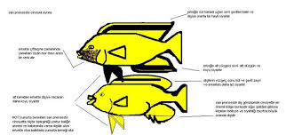 Sari Prenses Baligi Hakkinda Bilgiler Cinsiyet Ayrimi Somut Net
