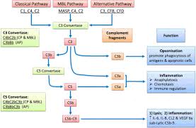 Image result for Complement Pathway