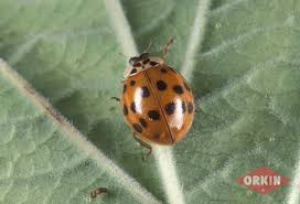 Are you ready to find out how to get rid of ladybugs? Asian Lady Beetles How To Get Rid Of Ladybugs Diet Etc