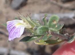 Image result for Blepharis integrifolia