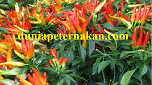 Sebagai komoditas yang keberadaannya cukup penting di indonesia, cabai kini menjadi tanaman yang diminati banyak orang untuk dibudidayakan baik itu di. Budidaya Cabe Rawit Cara Harga Jenis Warna Rasa Vitamin Obat Lahan